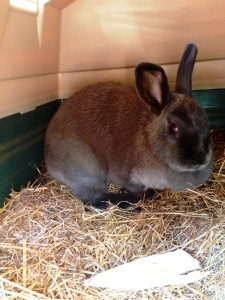 #bunny #cutepets #rabbithouse
